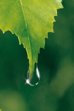 Weleda Birke Cellulite-Öl 12 Weleda Birke Cellulite-Öl -Berühmt Kosmetikladen MAM 7460180 SHOP IMAGE 1.4