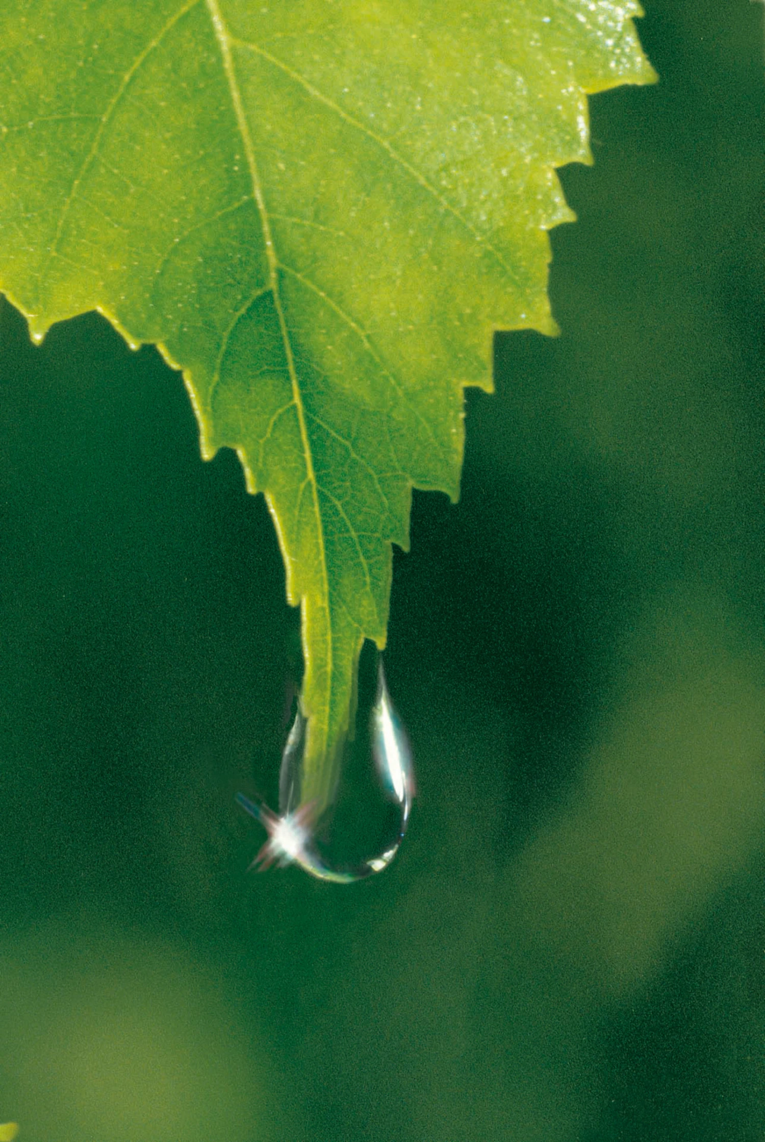 Weleda Birke Cellulite-Öl 7 Weleda Birke Cellulite-Öl – Bild 5